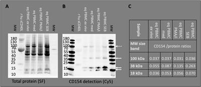 CD154 Expression Indicates T Cell Activation Following Tetanus Toxoid Vaccination of Horses